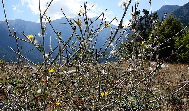 Chondrilla Juncea 20 9 21 9