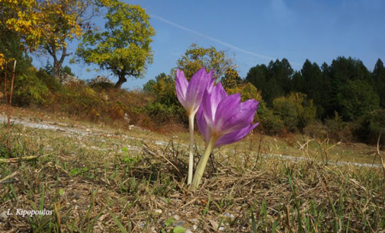 Colchicum Bivonae Dsc00009 20