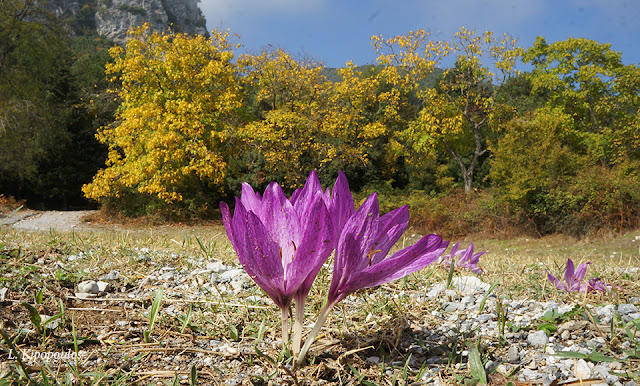 Colchicum Bivonae Dsc00009 6