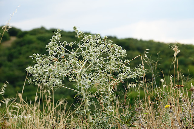 Eryngium Campestre 17 7 20 6