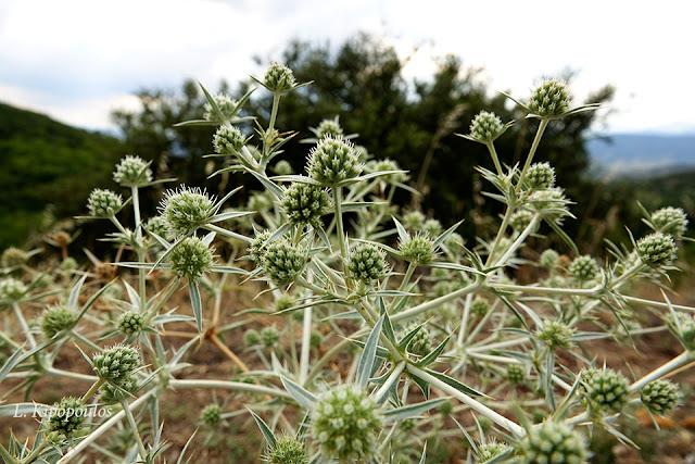 Eryngium Campestre 17 7 20 7