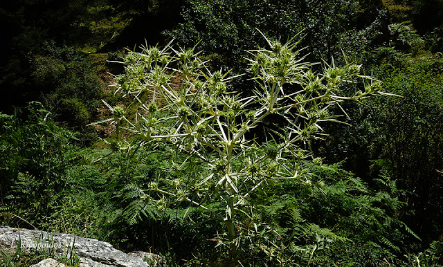 Eryngium Campestre 25 7 20 2