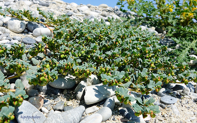 Euphorbia Peplis15 9 21 18