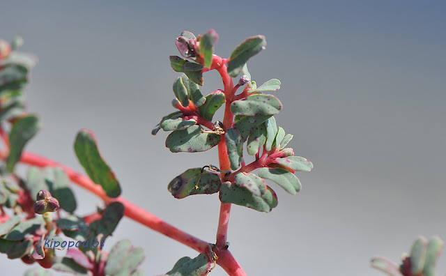 Euphorbia Peplis15 9 21 6