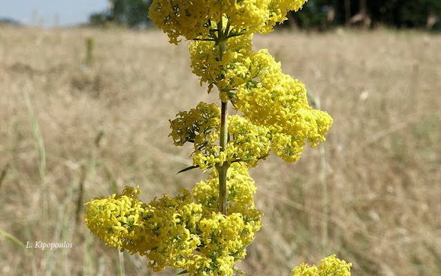 Galium Verum 1