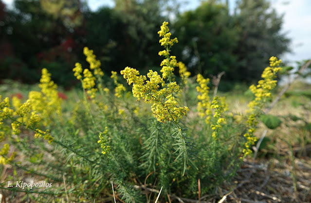 Galium Verum 17 11 20 1