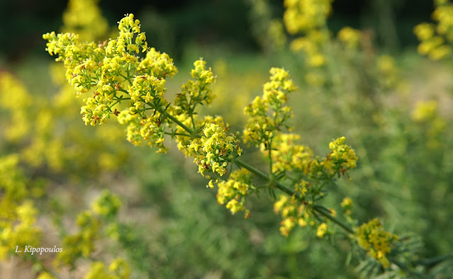 Galium Verum 17 11 20 2