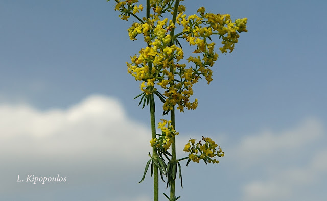 Galium Verum 17 11 20 5