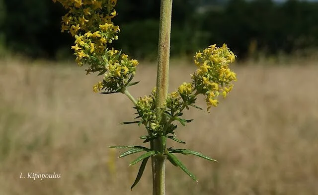 Galium Verum 7 640X392 1.Jpg