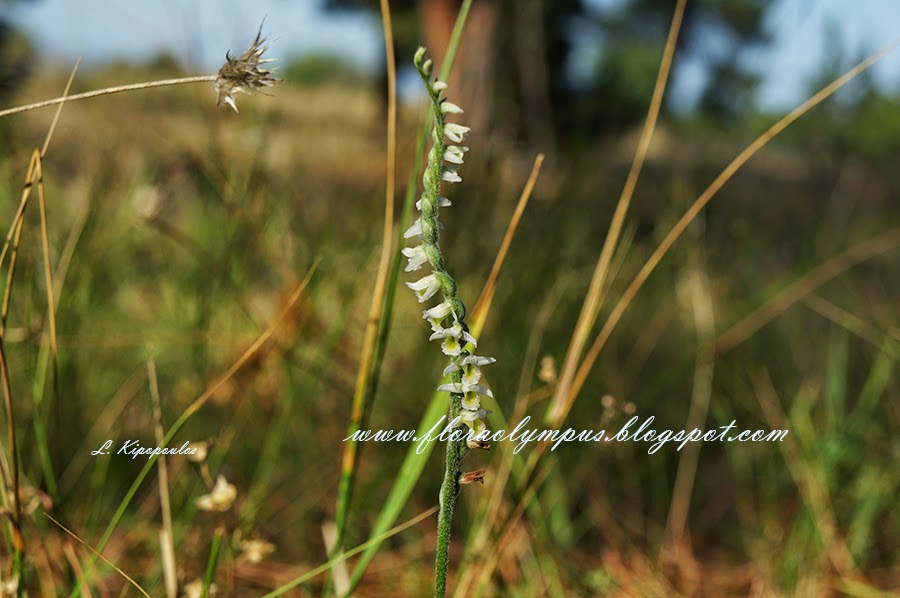 Spiranthes Spiralis 2L