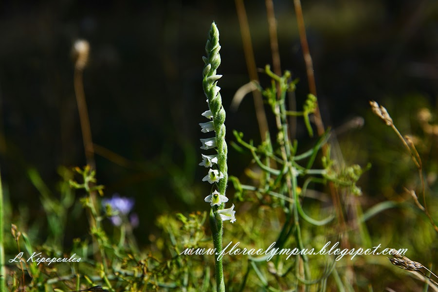 Spiranthes Spiralis 3L