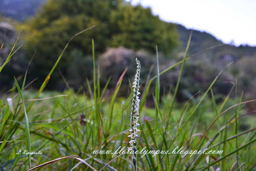 Spiranthes Spiralis L