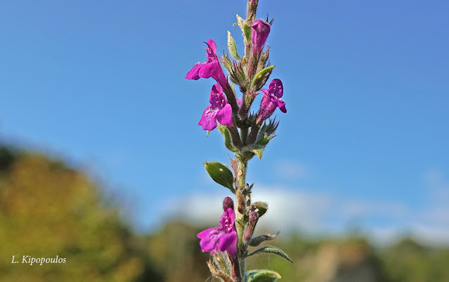 Acinos Suaveolens 6 11 20 5