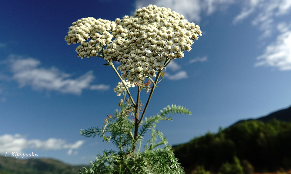 Achillea Millefolium 14 10 20 11