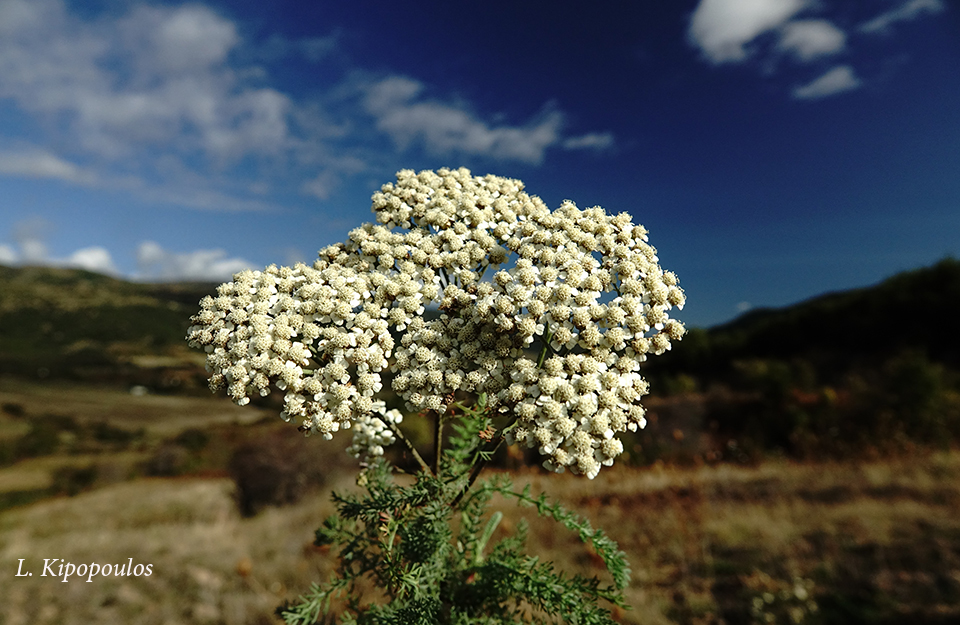 Achillea Millefolium 14 10 20 5