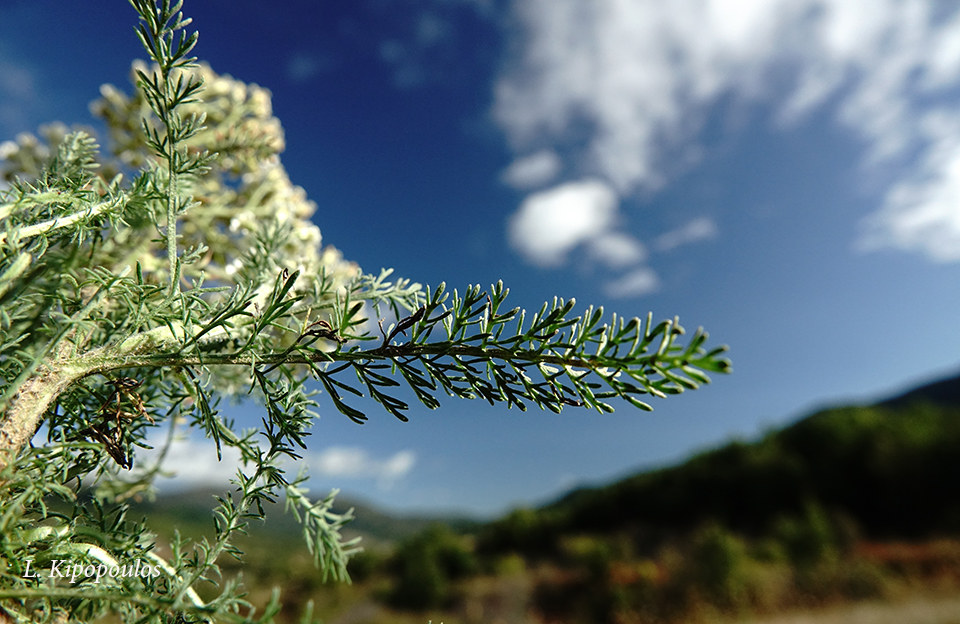 Achillea Millefolium 14 10 20 8