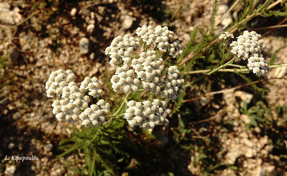 Achillea Millefolium Ag Dimitrios 11 9 20 1