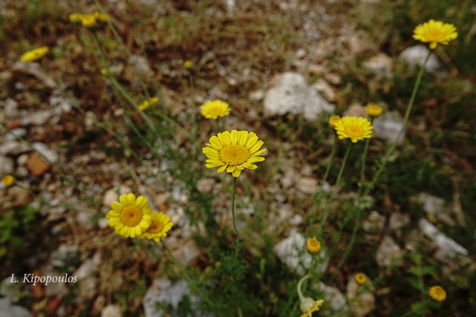 Anthemis Tinctdsc03199