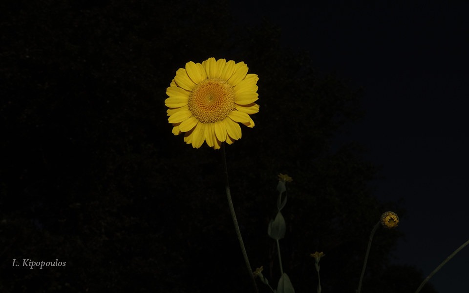 Anthemis Tinctoria 19 5 20 2