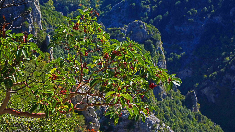 Arbutus Adrachnae 1