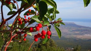 Arbutus Adrachnae 2