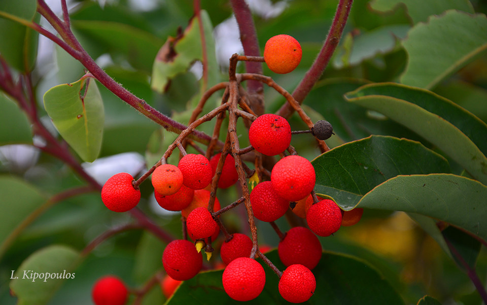 Arbutus Andrachne 3