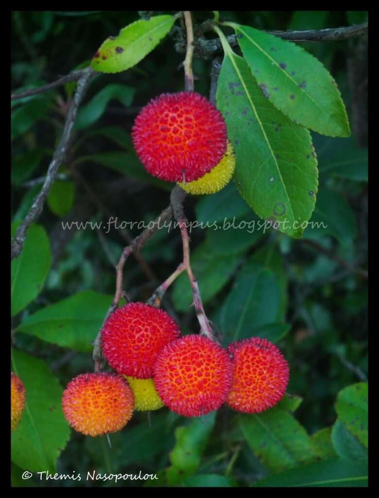 Arbutus Unedo 2 X Themis Nasopoulou Blog