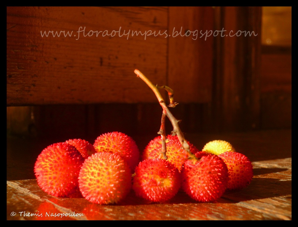 Fruits Of Arbutus Unedo Themis Nasopoulou Blog