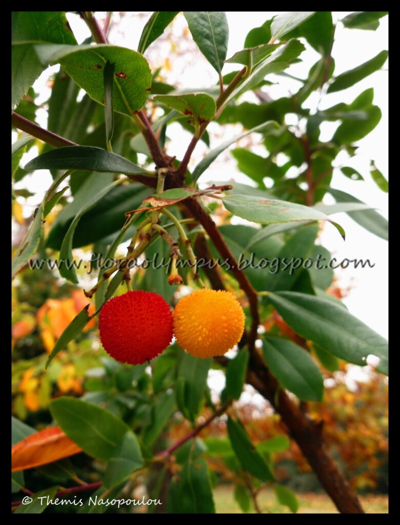 Gr044 Oros Olympos Arbutus Unedo Themida Nasopoulou 1 X Blog