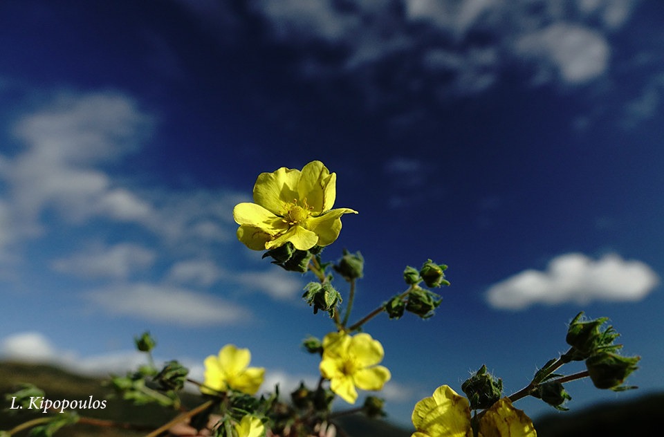 Potentilla Recta 14 10 20 12