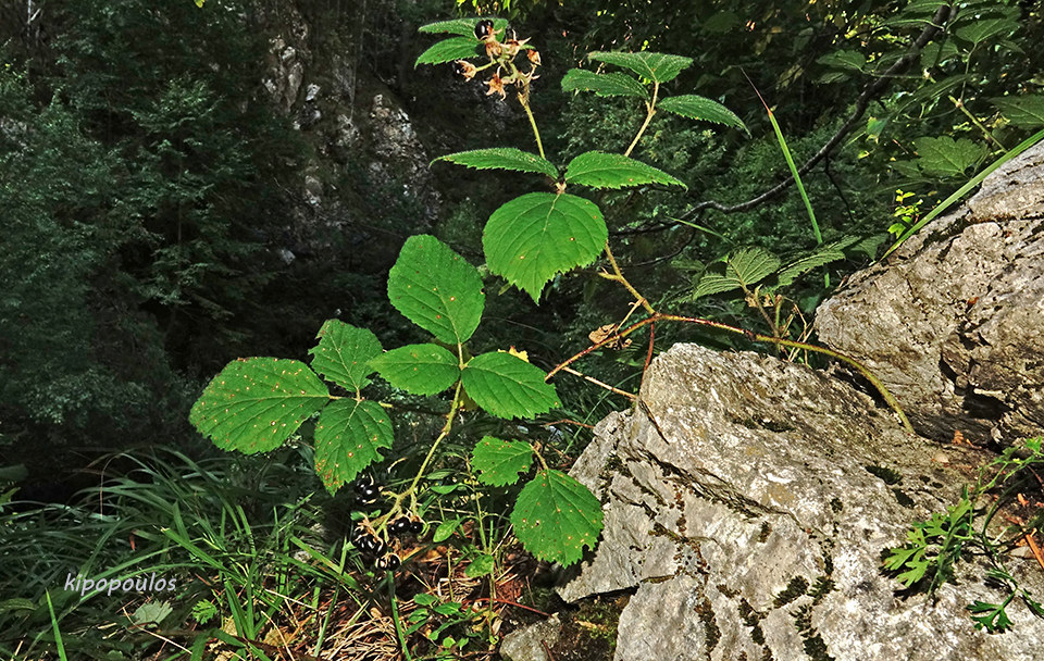 Rubus Caesius 27 9 20 4