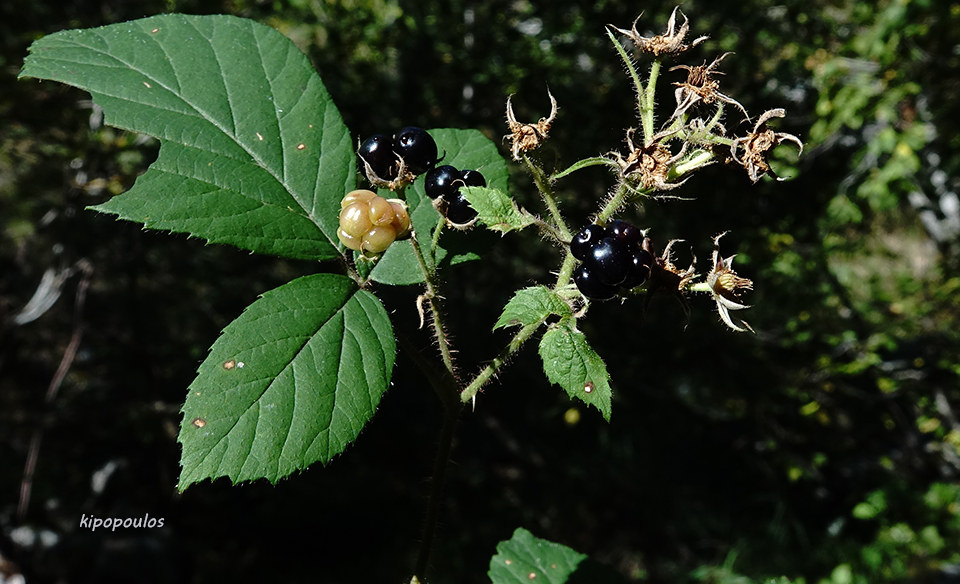 Rubus Caesius 27 9 20 9