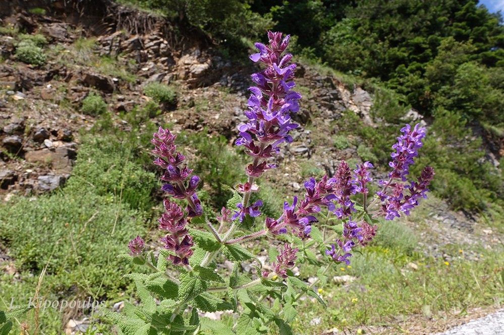 Salvia Amplexicaulis 3 1