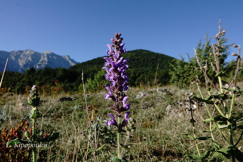 Salvia Amplexicaulis 30 8 20 1 1