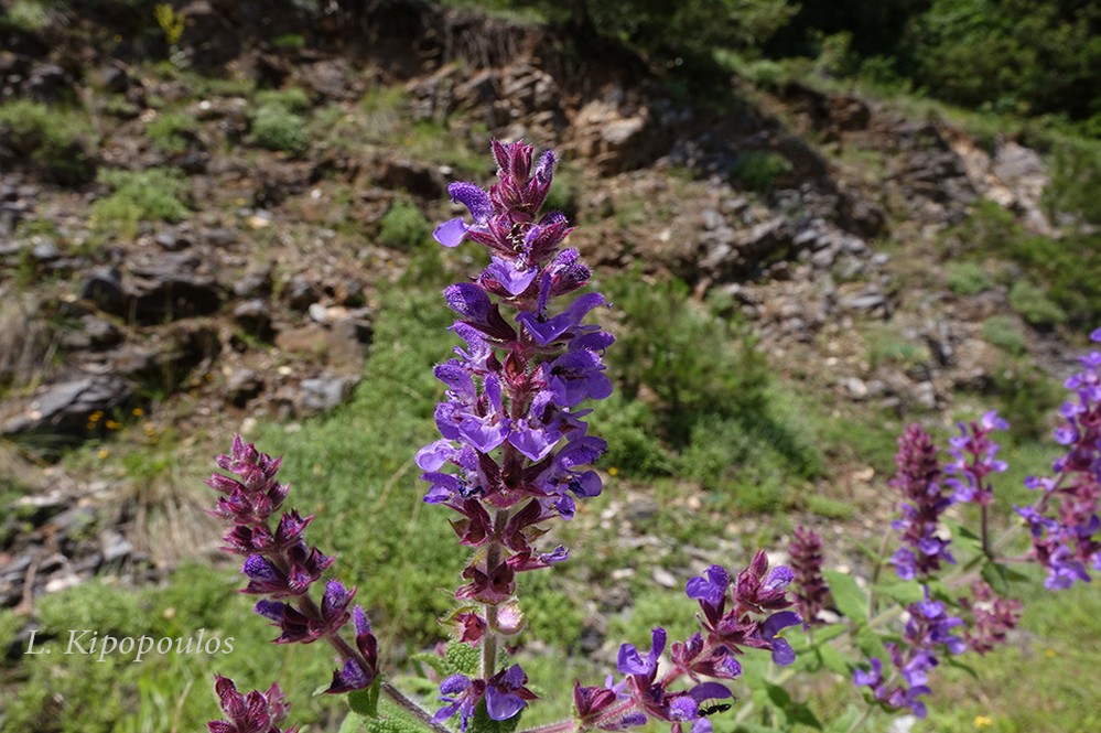 Salvia Amplexicaulis 5