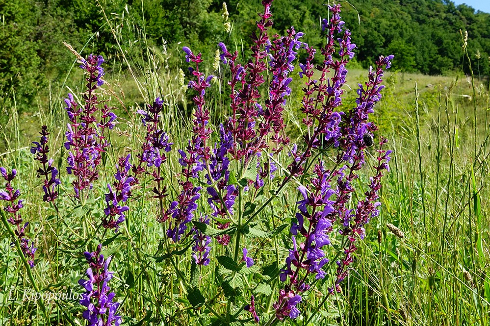 Salvia Amplexicaulis10 6 20 4 1