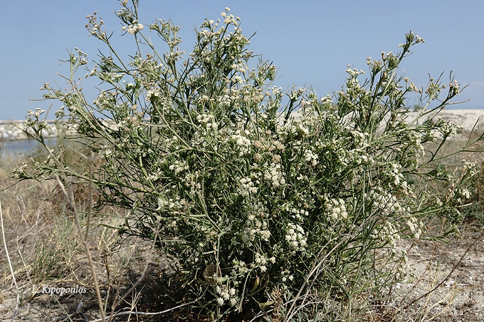 Seseli Tortuosum 20 9 20 13