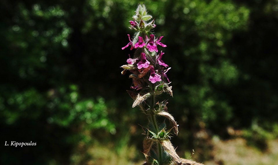 Sideritis Purpurea 2 6 20 2