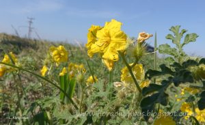 Solanum Rostratum 4 10 16 1