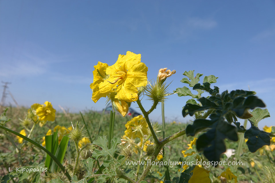 Solanum Rostratum 4 10 16 2