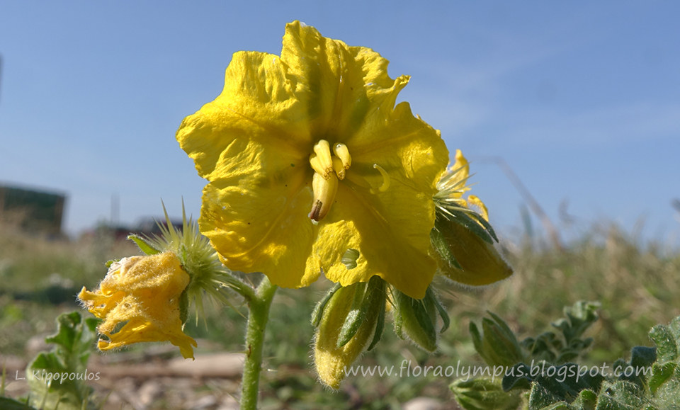 Solanum Rostratum X2 4 10 16 3