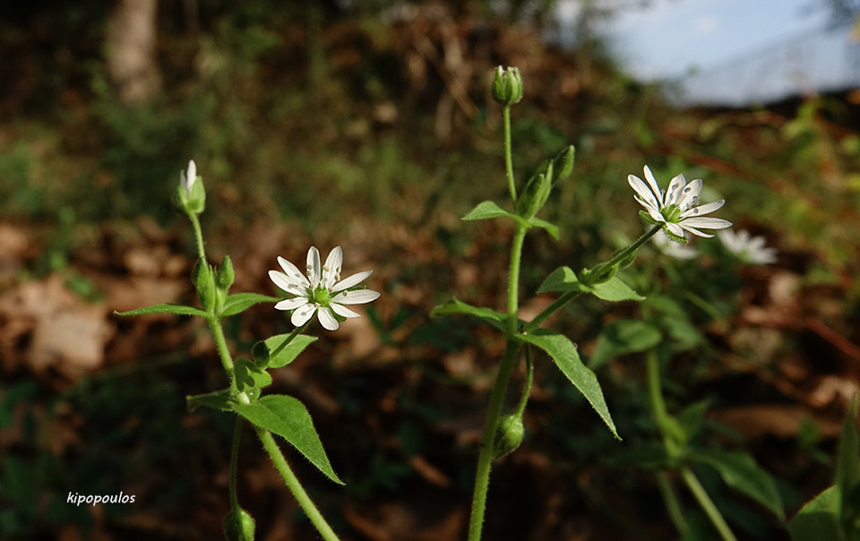 Stellaria Aquatica 2 10 21 2