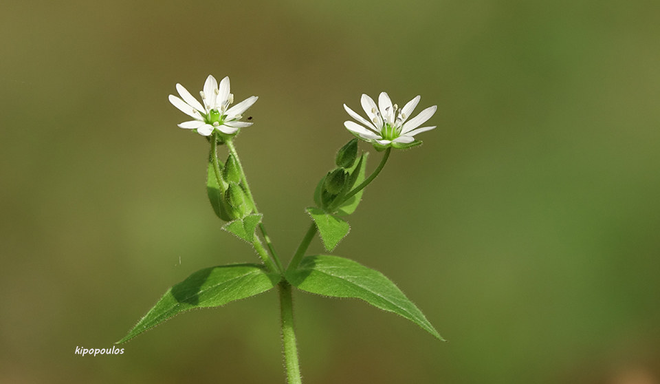 Stellaria Aquatica 2 10 21 5