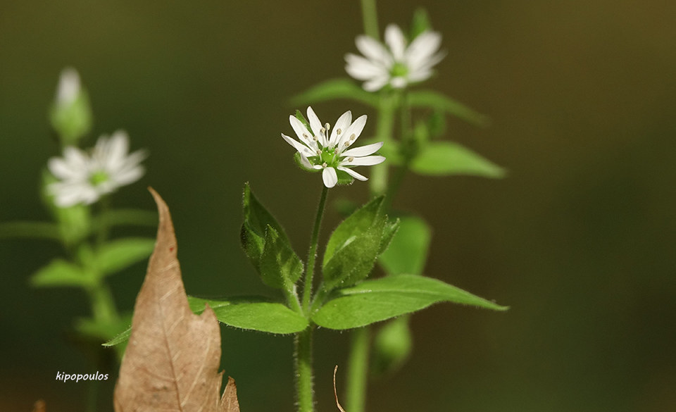 Stellaria Aquatica 2 10 21 6