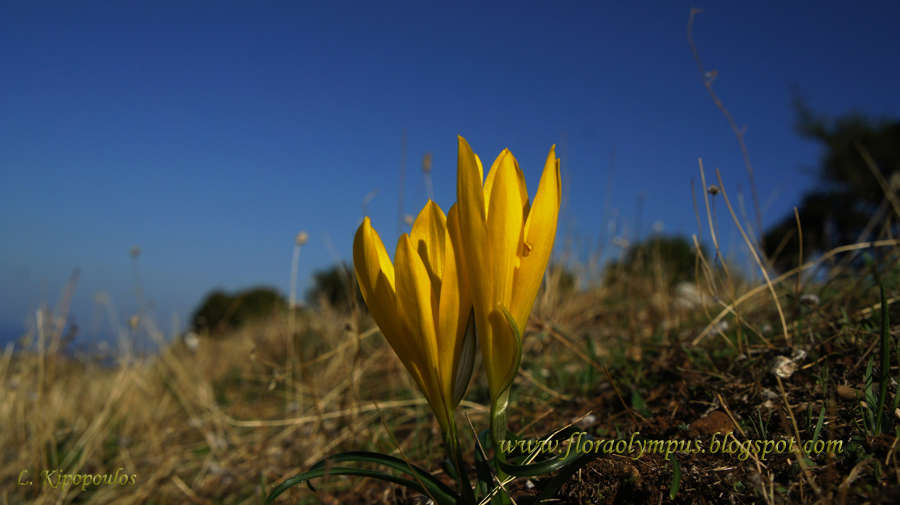 Sternbergia Lutea 900X Dsc01891