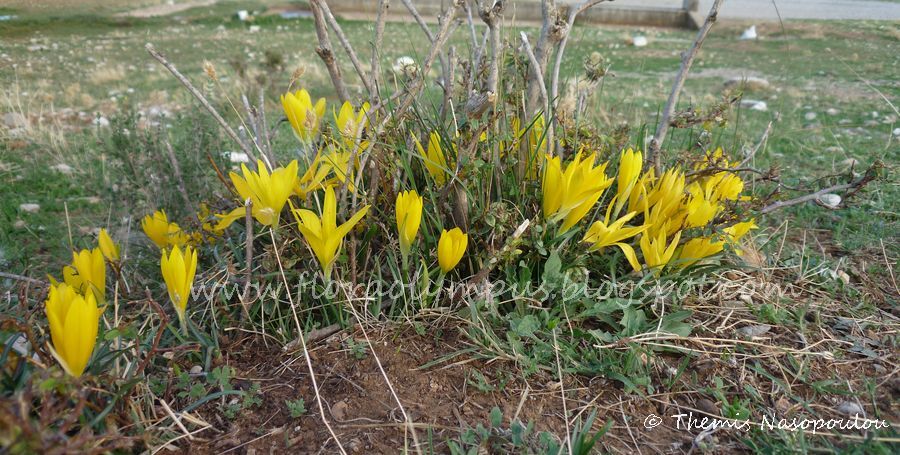 Sternbergia Lutea 2 Themis Nasopoulou