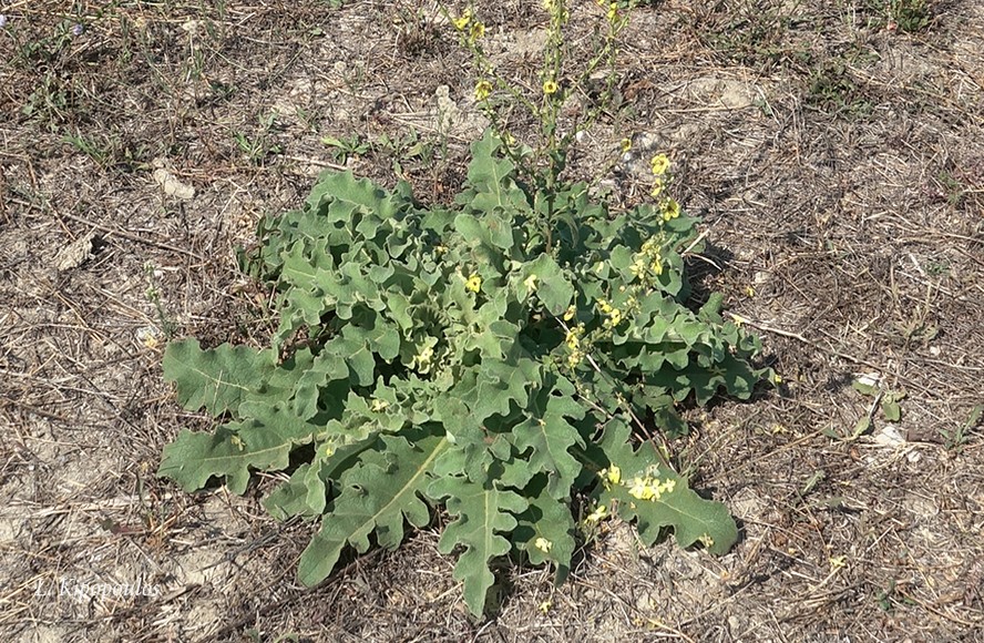 Verbascum Sinuatum 18 9 19 1