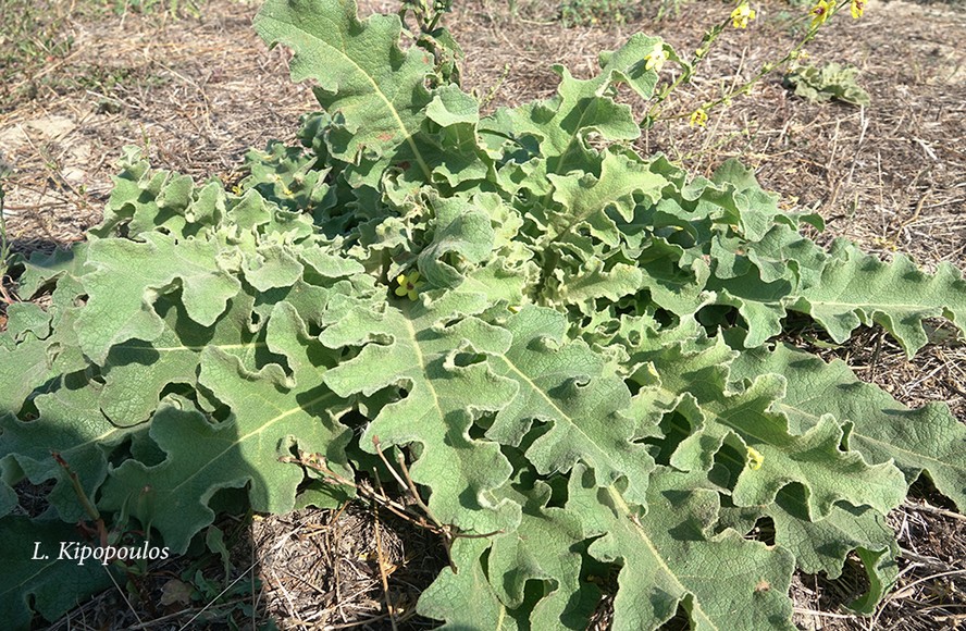 Verbascum Sinuatum 18 9 19 4