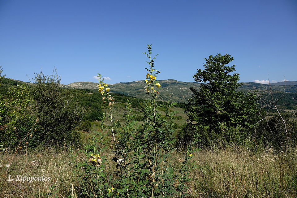 Colutea Arborescens 11 9 20 1