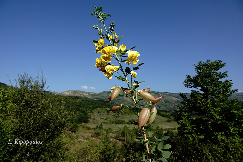 Colutea Arborescens 11 9 20 3